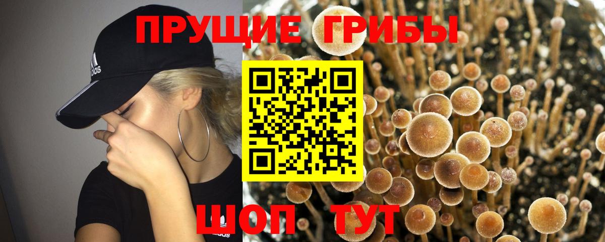 Галлюциногенные грибы Psilocybe Тамбов